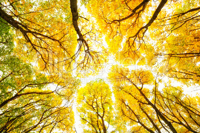 Autumn trees pattern
