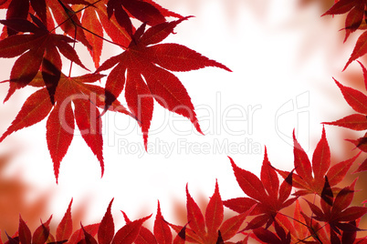 Beautiful red maple border over white