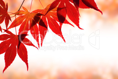 Beautiful red maple border over white with space for text