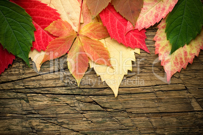 Leaves on wood background
