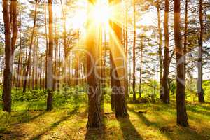 Forest trees at sunset