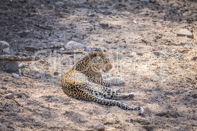 Leopard laying down in the sand in the Kruger.
