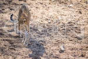 Leopard walking in the sand in the Kruger.
