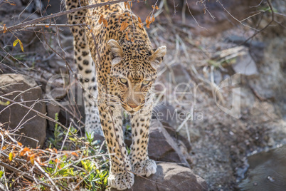 Leopard on a rock in the Kruger.