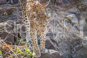 Leopard on a rock in the Kruger.