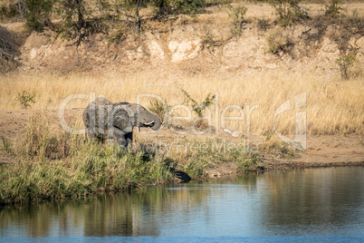 Elephant drinking water at a dam in Kruger.