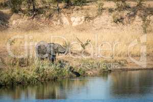 Elephant drinking water at a dam in Kruger.