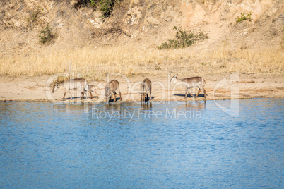 A group of Waterbuck drinking at a dam in Kruger.