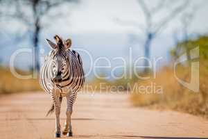 Zebra walking on the road in the Kruger.