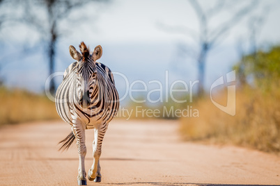 Zebra walking on the road in the Kruger.