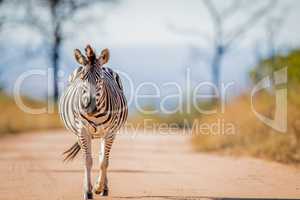 Zebra walking on the road in the Kruger.