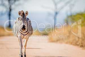 Zebra walking on the road in the Kruger.