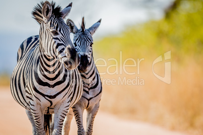 Two Zebras bonding in the Kruger.