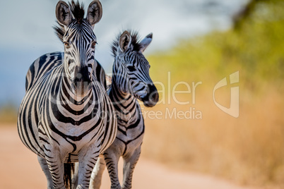 Two Zebras bonding in the Kruger.