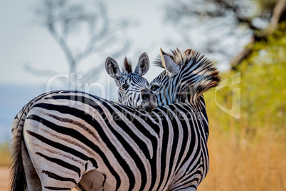 Two Zebras bonding in the Kruger.