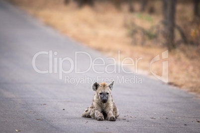 Young Spotted hyena laying in the road in Kruger.