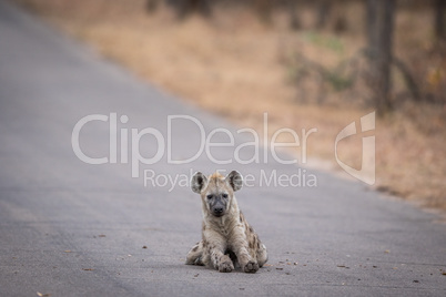 Young Spotted hyena laying in the road in Kruger.