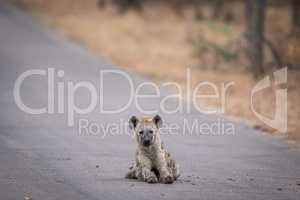 Young Spotted hyena laying in the road in Kruger.