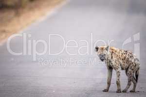 Young Spotted hyena walking on the road in the Kruger.