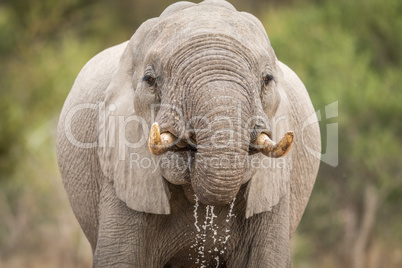 Close up of an Elephant drinking in Kruger.