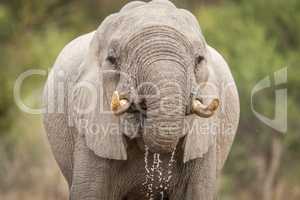 Close up of an Elephant drinking in Kruger.