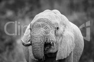 Close up of an Elephant drinking in black and white in Kruger.
