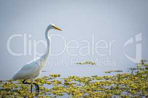 Great egret in the water in the Kruger.