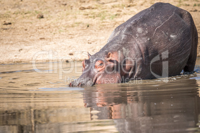 A Hippo walking in the water in the Kruger.