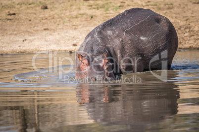A Hippo walking in the water in the Kruger.