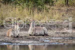Two Waterbucks laying next to the water in the Kruger.