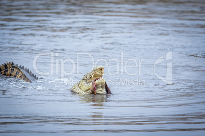 Crocodile eating an Impala in a dam in Kruger.