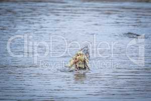 Crocodile eating an Impala in a dam in Kruger.