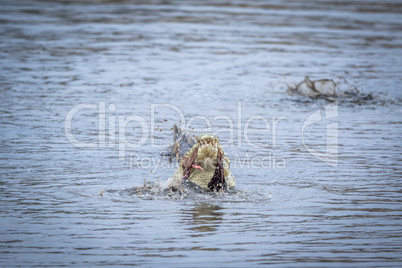 Crocodile eating an Impala in a dam in Kruger.