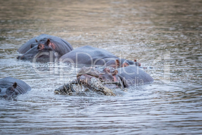 A Hippo lifting an Impala out of the water in the Kruger.