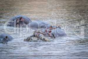 A Hippo lifting an Impala out of the water in the Kruger.