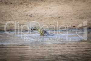 Crocodile eating an Impala in a dam in Kruger.