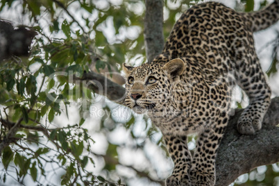 Leopard looking up in a tree in the Kruger.