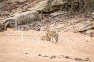 Two Klipspringers in the sand in the Kruger.