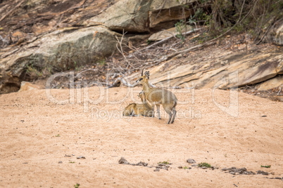 Two Klipspringers in the sand in the Kruger.