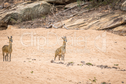 Two Klipspringers in the sand in the Kruger.