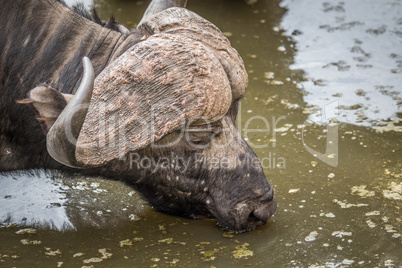 A Cape buffalo drinking in the Kruger.