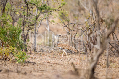 Kori bustard walking in the bush in the Kruger.