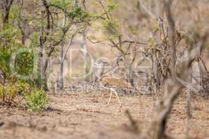 Kori bustard walking in the bush in the Kruger.