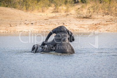 Two Elephants playing in the water in the Kruger.