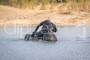 Two Elephants playing in the water in the Kruger.