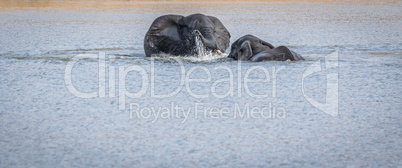 Two Elephants playing in the water in the Kruger.