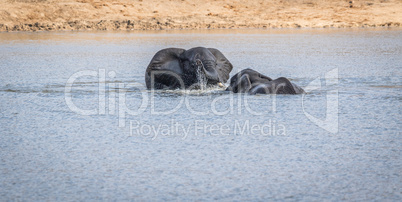 Two Elephants playing in the water in the Kruger.