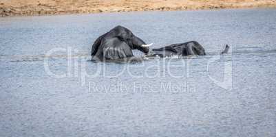 Two Elephants playing in the water in the Kruger.