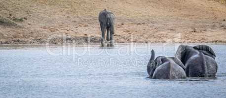 Three Elephants at a dam in the Kruger.