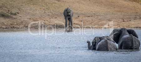Three Elephants at a dam in the Kruger.